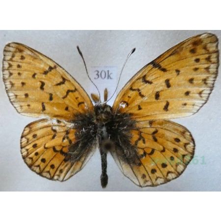 Boloria hegemone (Staudinger, 1881) Russia30k